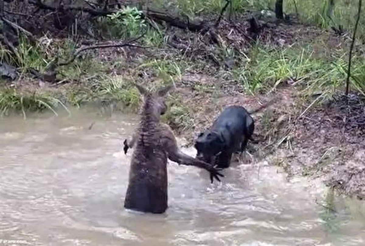 مبارزه کانگورو با یک سگ خانگی در آب!+ فیلم