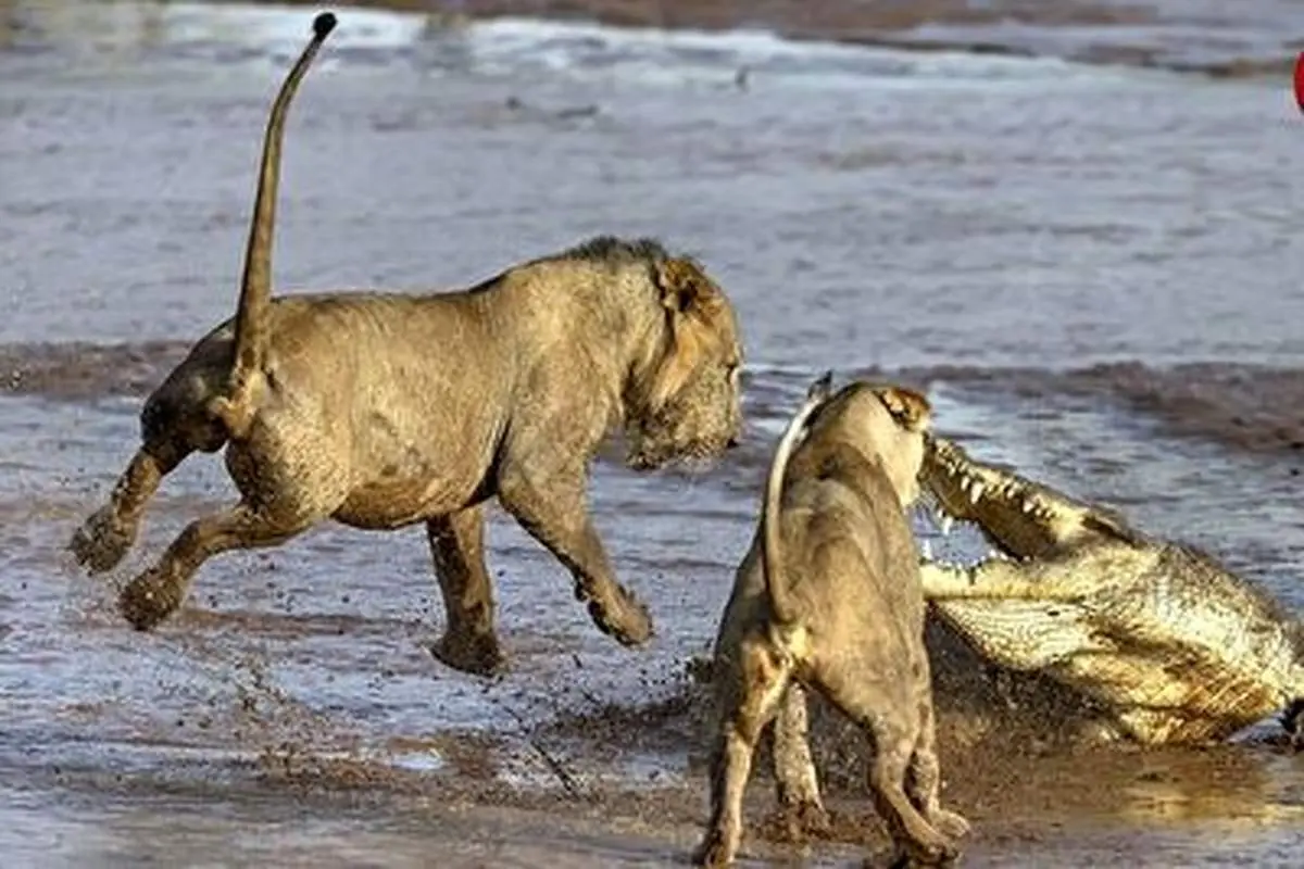 تلاش احمقانه تمساح برای شکار شیر+ فیلم