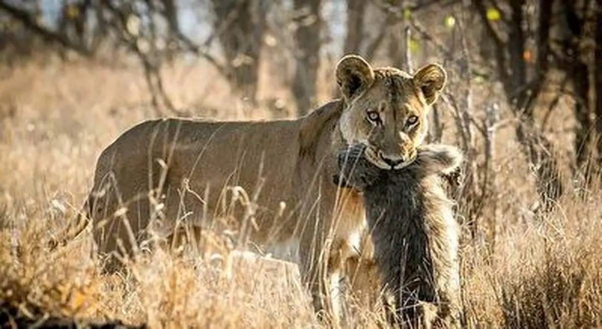 تلاش سخت شیر برای شکار میمون + فیلم