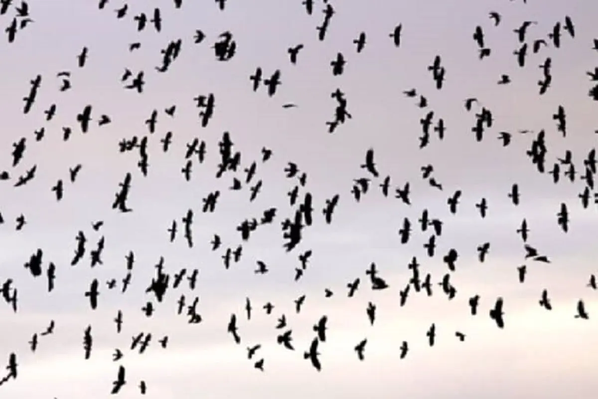 صحنه ترسناک بستن یک جاده توسط پرندگان در آمریکا+ فیلم