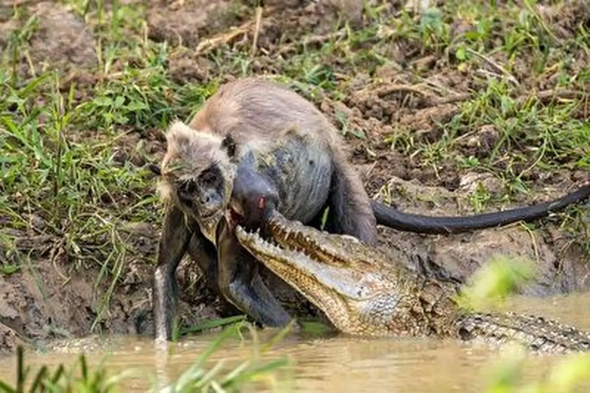 حمله هولناک تمساح برای شکار میمون+ فیلم