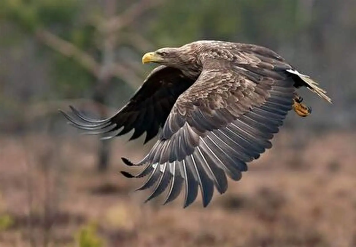 لحظه شکارشدن میمون توسط عقاب + فیلم