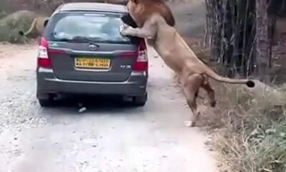 حمله شیرهای نر به اتومبیل گردشگران + فیلم