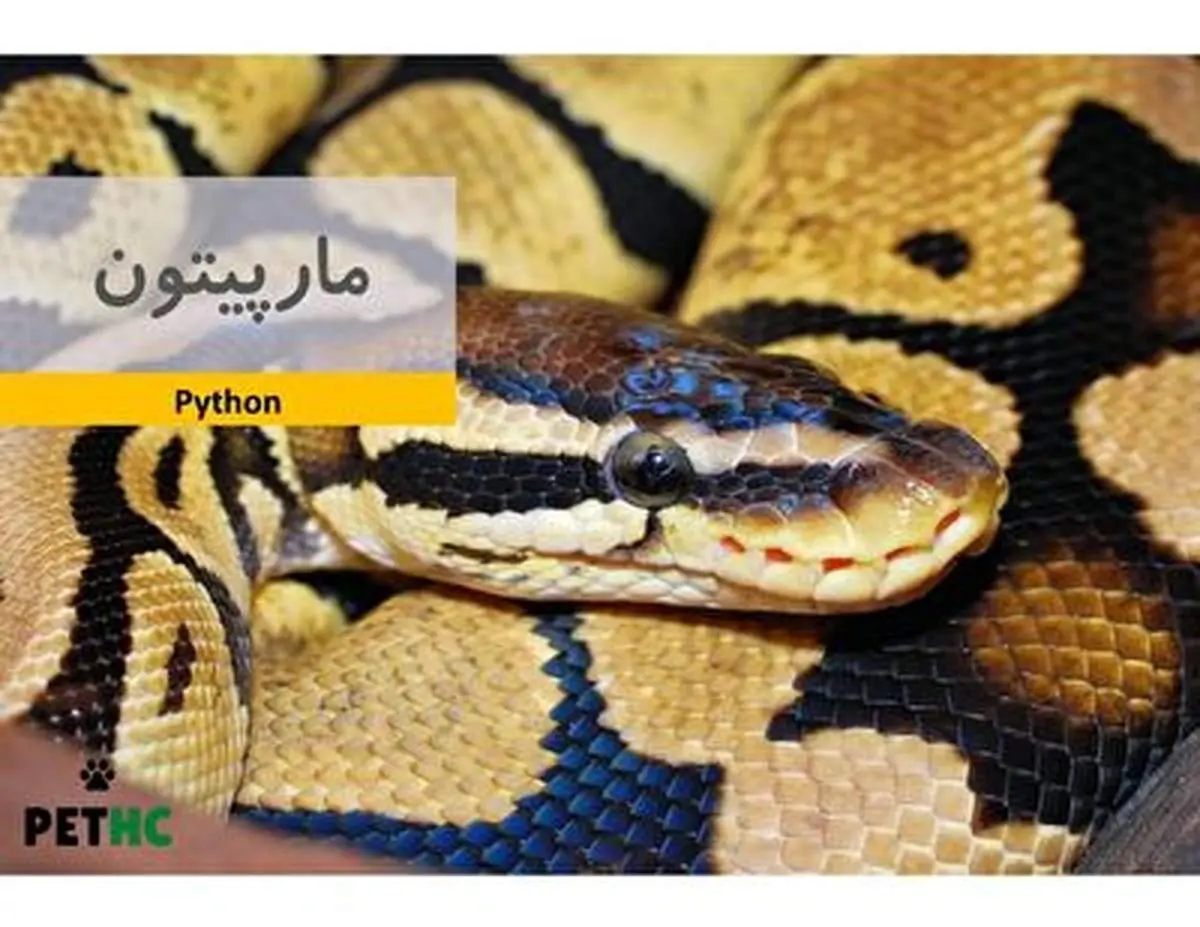 نبرد مرگبار و تمام عیار بزمجه با مار پیتون+ فیلم