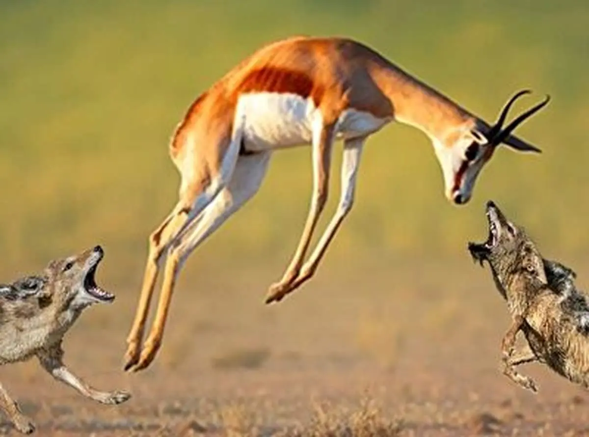 شغال جسور یک ایمپالای سه برابر خودش را شکار کرد+ فیلم