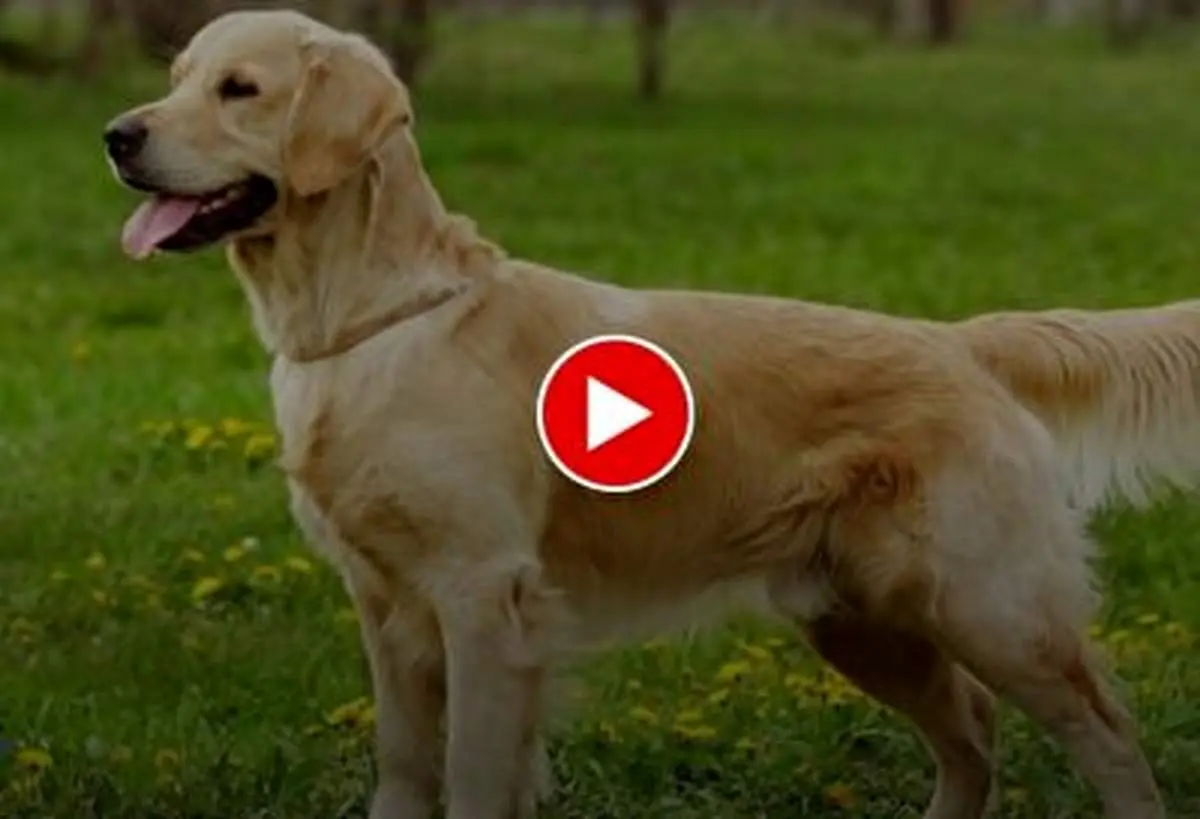 تلاش ستودنی یک سگ برای نجات توله‌هایش از زیر آوار زلزله ترکیه+ فیلم