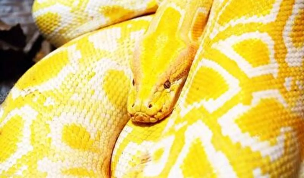 مار پیتون غول پیکر روی ماشین در حال حرکت در بزرگراه!+ فیلم