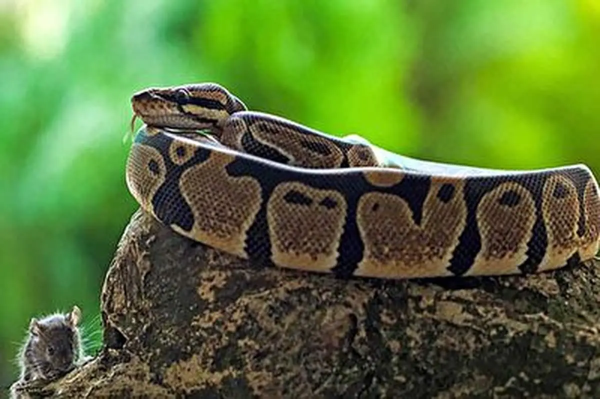 حمله جانانه موش به دو مار+ فیلم