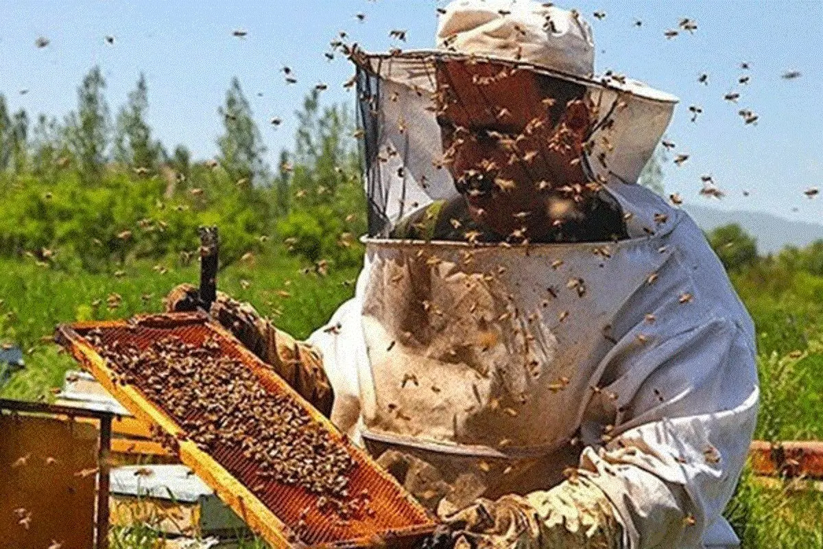 استفاده از دست برای حمل همه زنبورهای کارگر! + فیلم