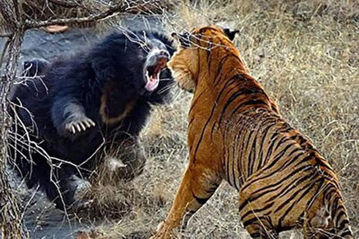 نبرد نفس گیر ببر و خرس+ فیلم