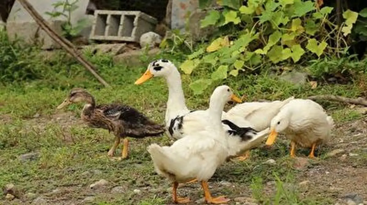 حیله حیرت انگیز یک مرغابی برای فرار از سگ شکاری + فیلم