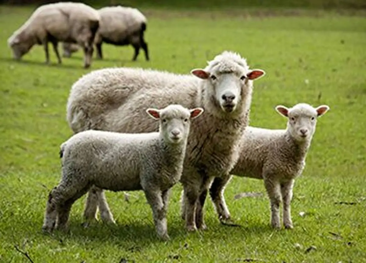 نجات باورنکردنی چند بره از زیر آوار زلزله + فیلم