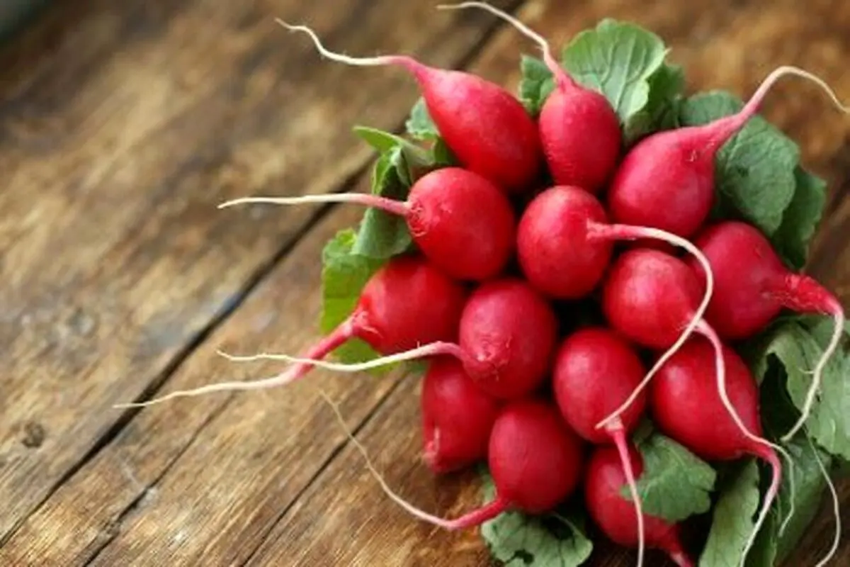 روشهای اصولی برای نگهداری از تربچه
