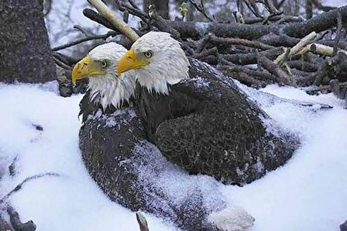 انتظار تماشایی عقاب سر سفید برای تولد جوجه ها+ فیلم