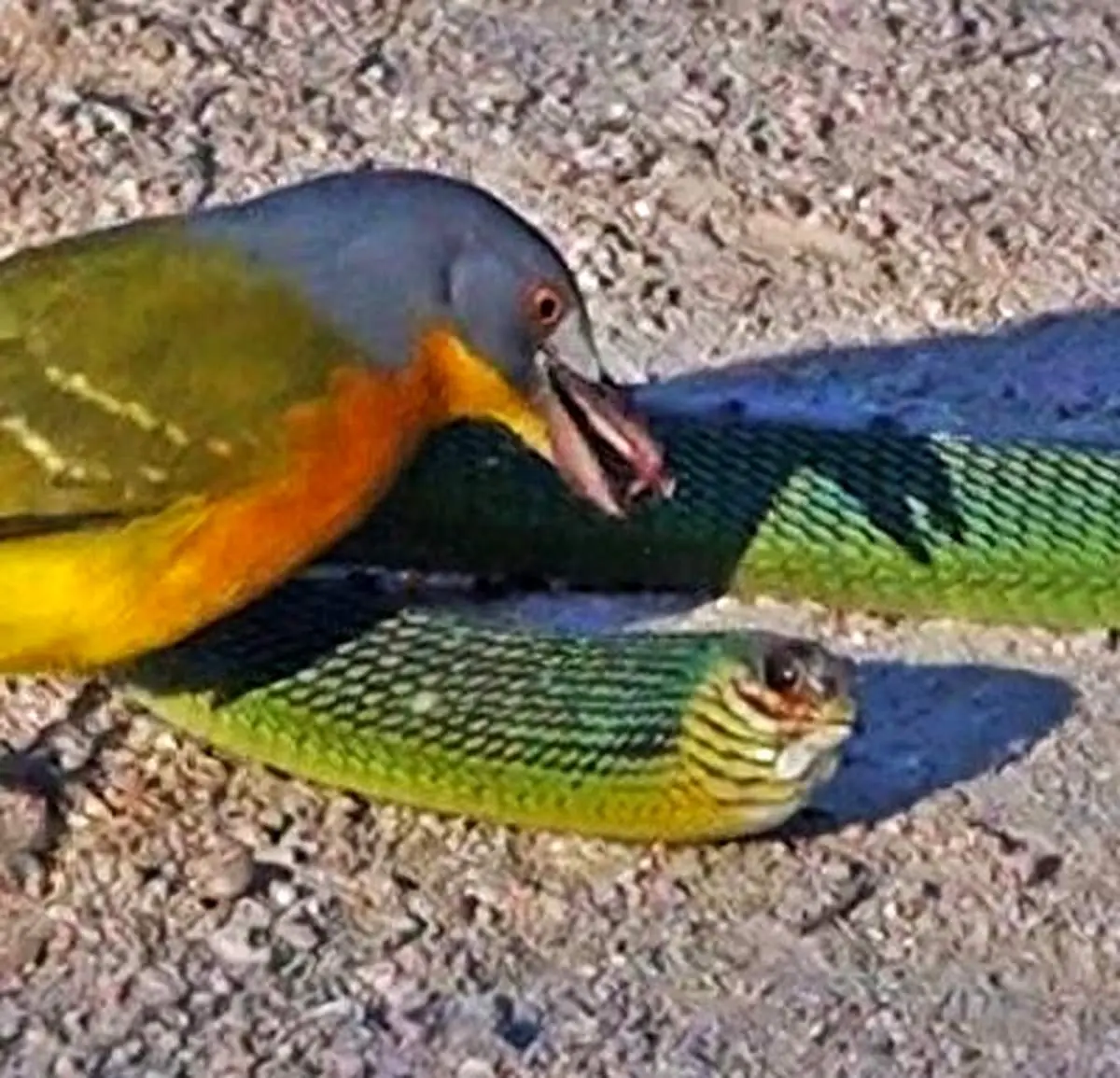 درآوردن چشمان مار توسط پرنده + فیلم