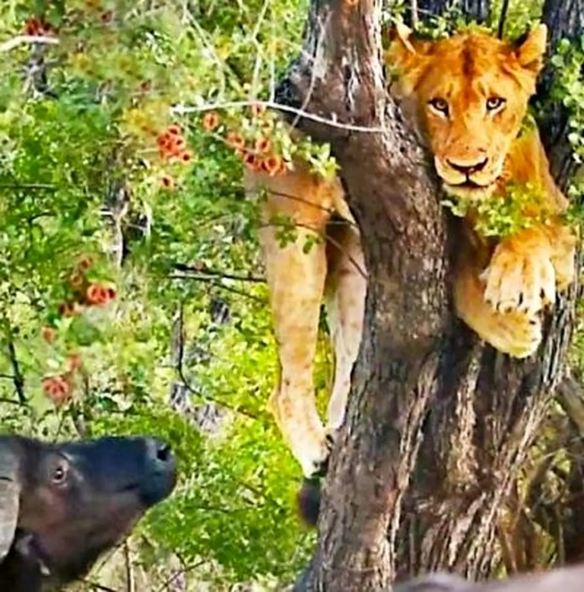 فرار سلطان جنگل از دست بوفالوهای خشمگین به بالای درخت + فیلم