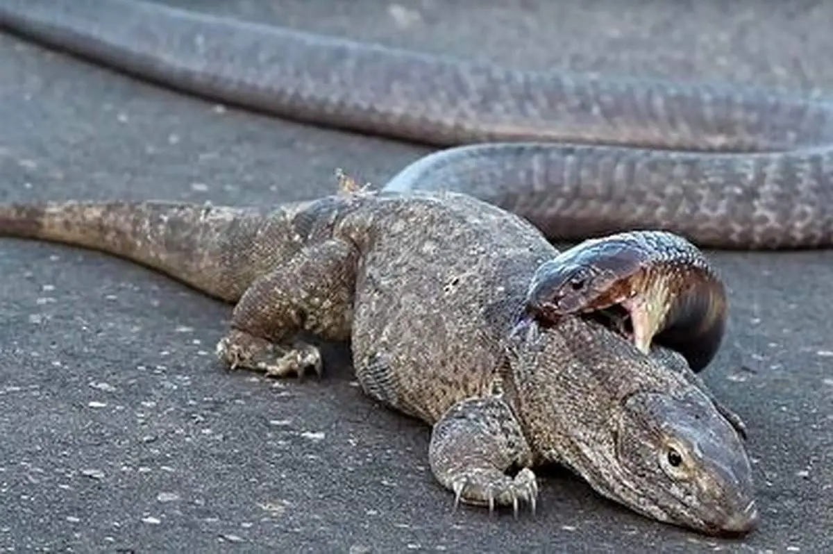 نبرد سهمگین بین بزمجه و مار+ فیلم