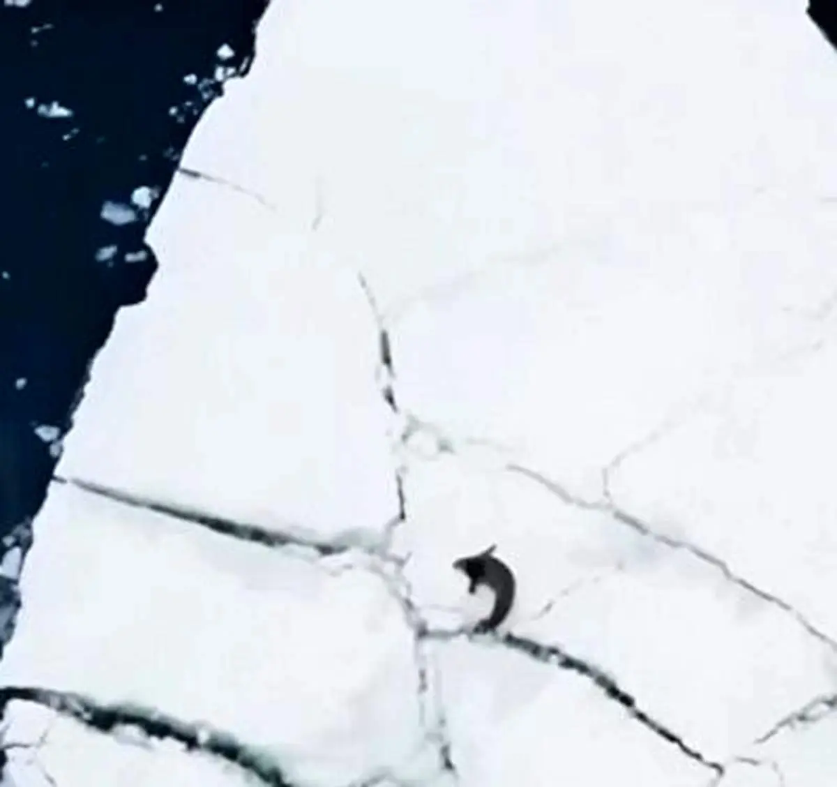 حمله گروهی نهنگ ها برای شکار یک فک دریایی! + فیلم