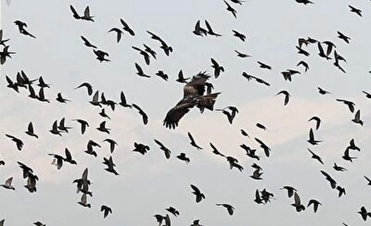 تجمع غیرعادی هزاران پرنده در مرکز یک شهر! + فیلم