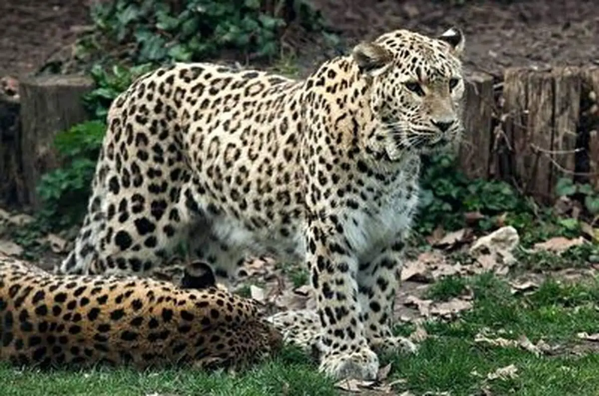 شب‌گردی پلنگ ایرانی در مازندران + فیلم