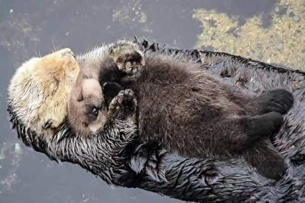 این رفتار سمور آبی شما را شگفت زده می‌کند+ فیلم