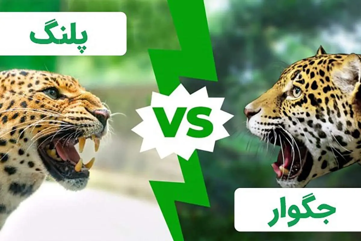 تفاوت پلنگ و جگوار در چیست؟+ فیلم