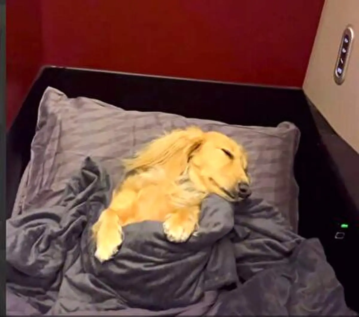 اقدام جنجالی هواپیمایی ترکیش درباره حیوانات خبرساز شد+ فیلم