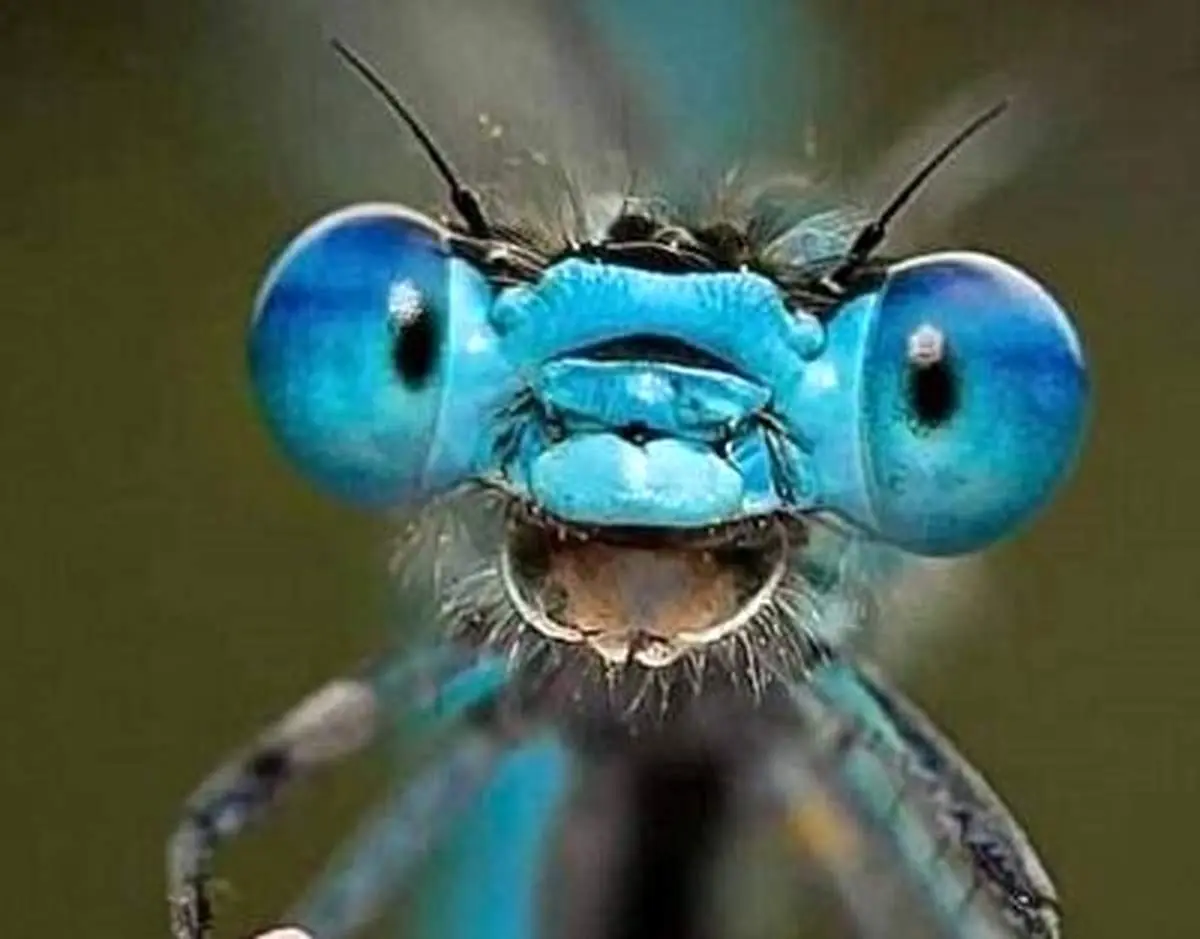 عشوه های بامزه یک سنجاقک از نمای نزدیک+ فیلم