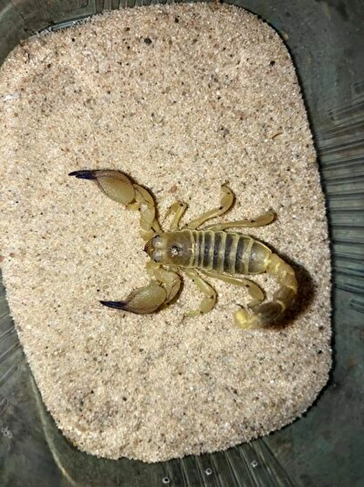 پرورش عجیب تعداد زیادی عقرب‌ داخل یک تخم مرغ!+ فیلم