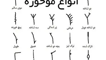 بهترین درمان موخوره چیست؟