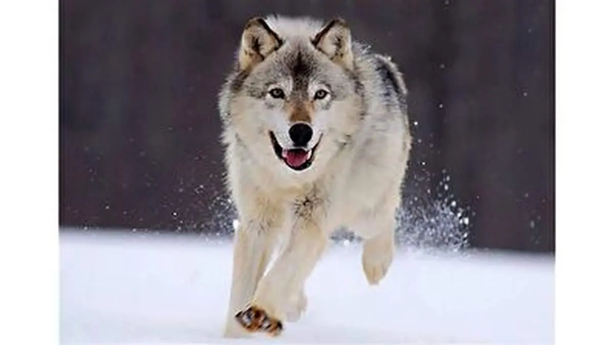 رفاقت عجیب یک زن با گرگ ها! + فیلم