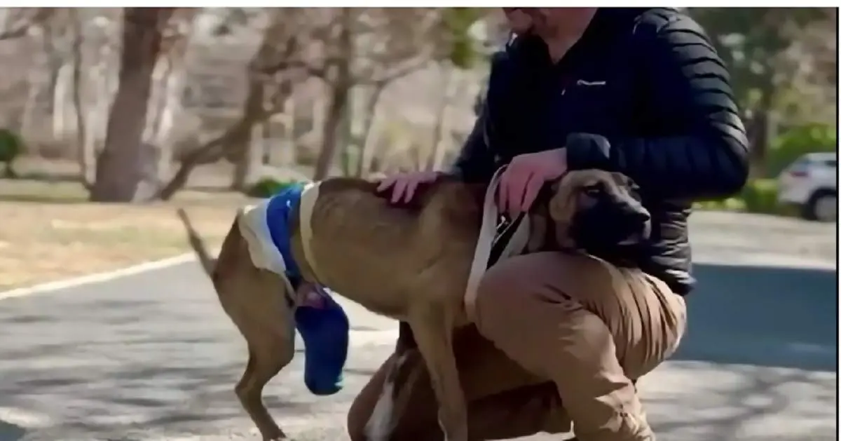 ماجرای سگی تهرانی که در سفارت انگلیس تیمار شد+فیلم