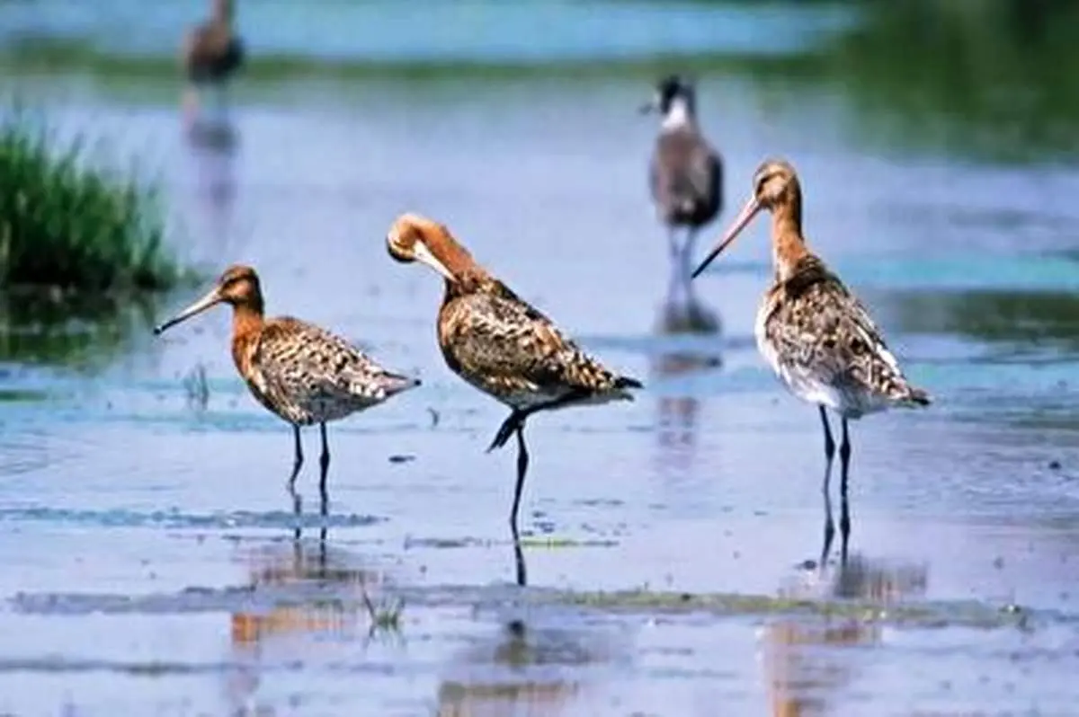 تکان دهنده ترین تصویر از یخ زدن پرندگان+ فیلم