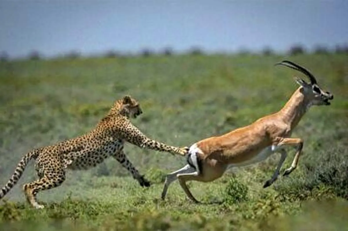 فرار بی نظیر غزال از دست یک یوزپلنگ بی‌رحم+ فیلم