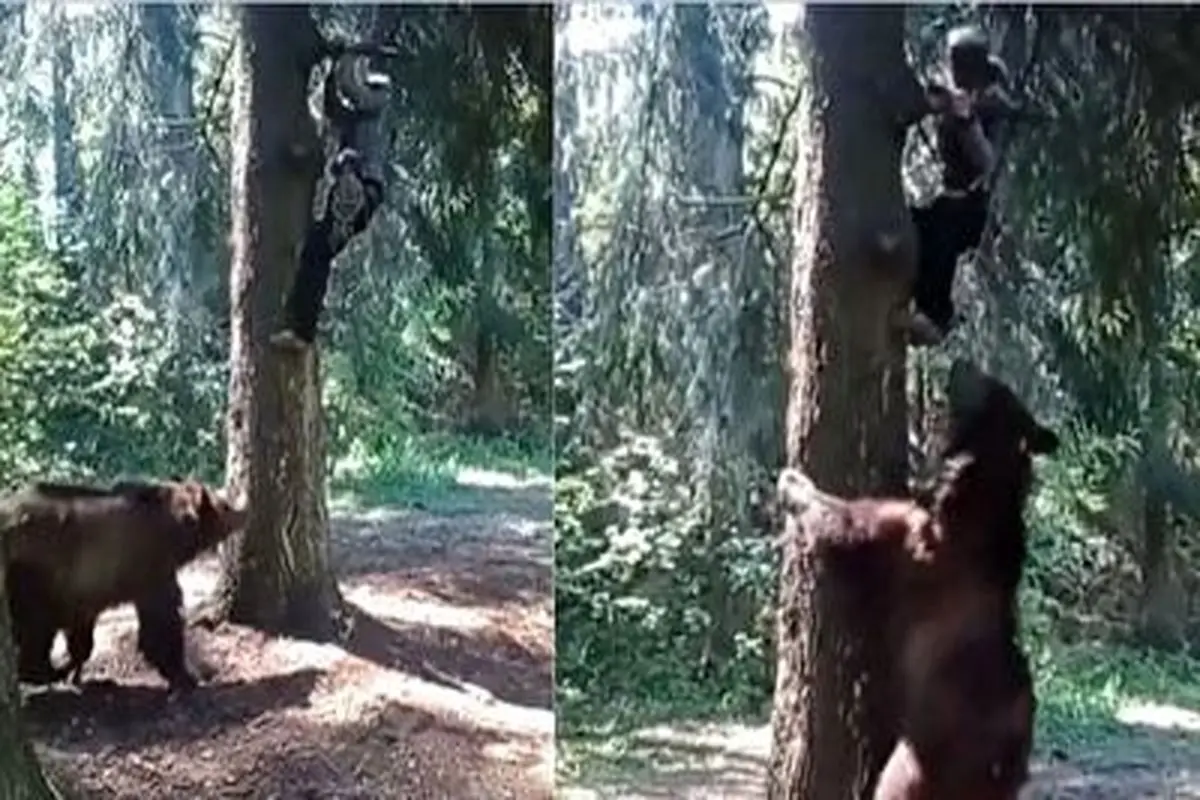 فرار از حمله خرس به بالای درخت! + فیلم