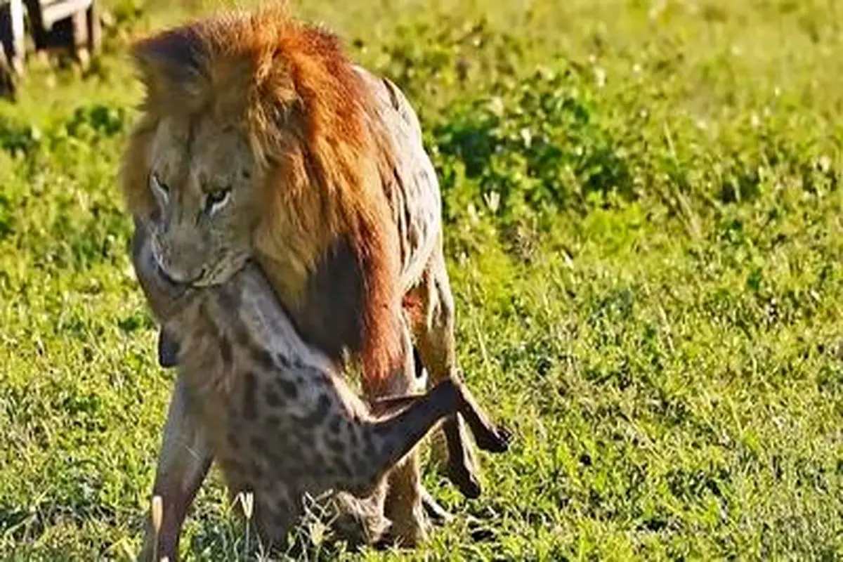 ویدئوی باورنکردنی از شیری که یک کفتار را خورد!