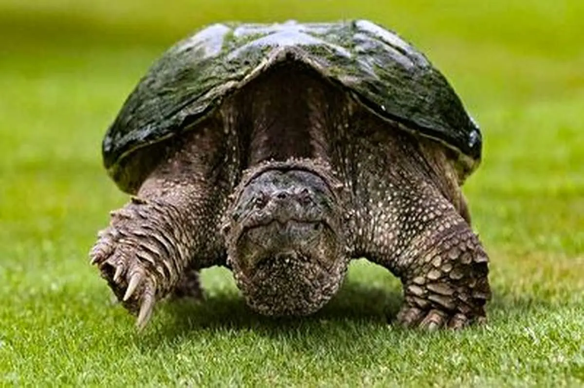 فرار لاک پشت از دهان کروکودیل+ فیلم