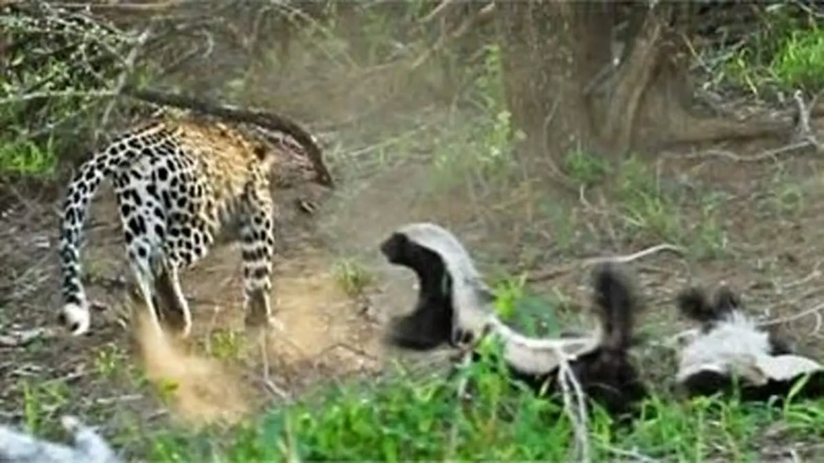 نبرد تمام عیار گورکن عسل خوار با سه پلنگ+ فیلم