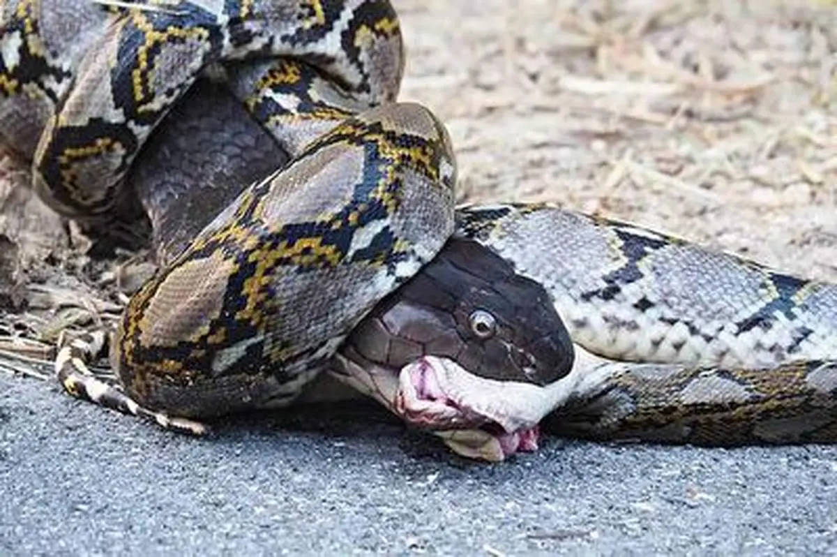 نبرد سهمگین بین پیتون و شاه کبری