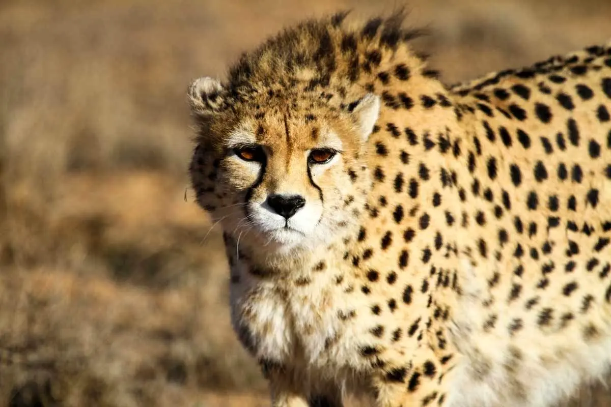 در ۲۰ سال گذشته رد این حیوانات از کره زمین پاک شده است