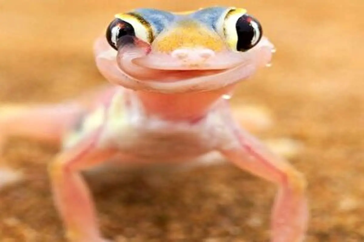 رفتار عجیب با نمک ترین مارمولک دنیا+ فیلم