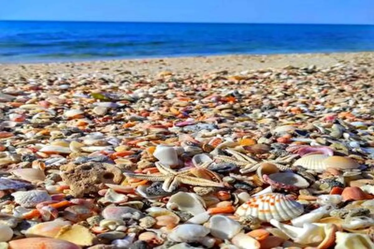 موجودات دریایی غرب هرمزگان+ فیلم