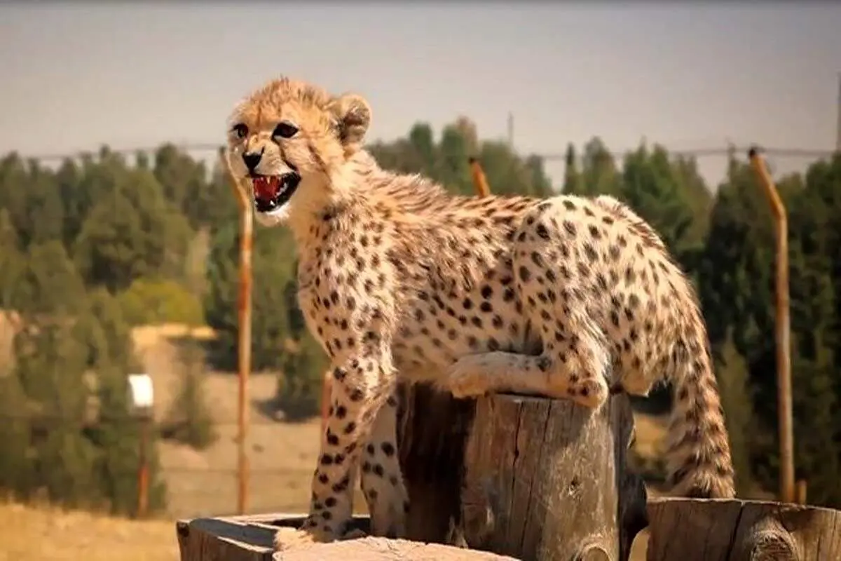 سازمان محیط زیست ۱۰ سال به یوز ایرانی خیانت کرد!