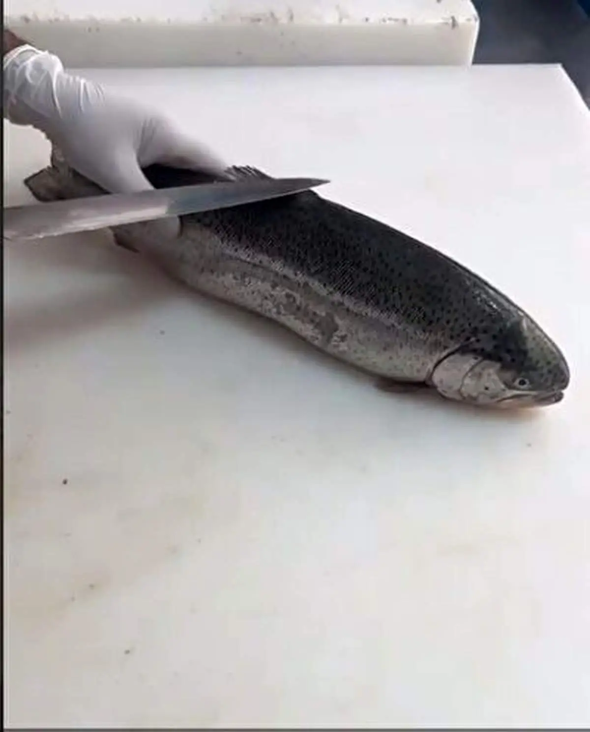 روش بدون استخوان کردن ماهی قزل آلا+ فیلم