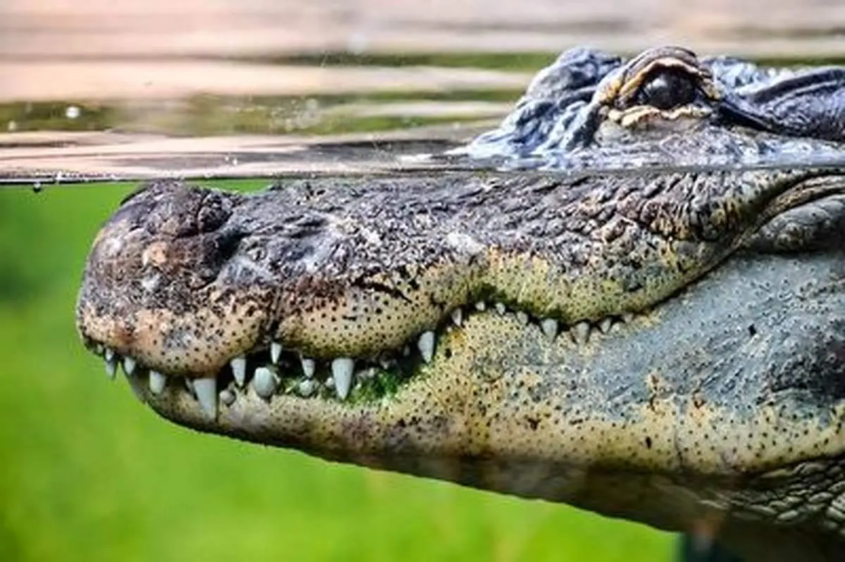 حمله غافلگیر کننده تمساح به ماهی گیر+ فیلم