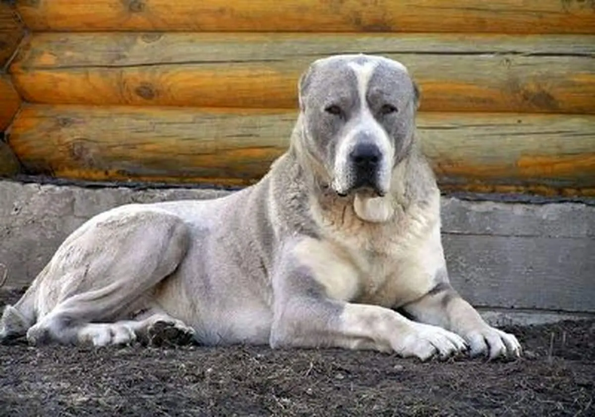 این سگ ها از نژاد غول پیکر آلابای هستند!+ فیلم