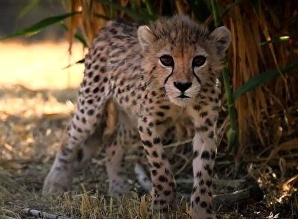 وصیت پیروز که از زبان معاون محیط زیست خوانده شد!+ فیلم