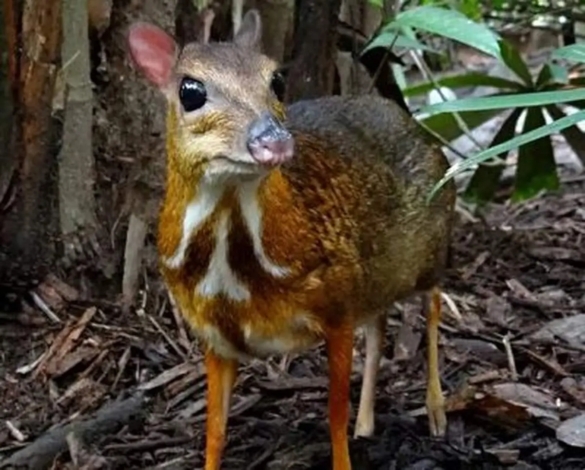 ویدئویی جالب از کاهوخوردن یک آهوموش کوچکتر