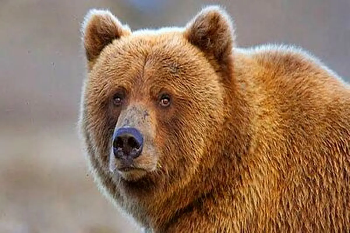 دوستی جالب و دیدنی خرس غول پیکر قهوه‌ای با یک خانواده!+ فیلم