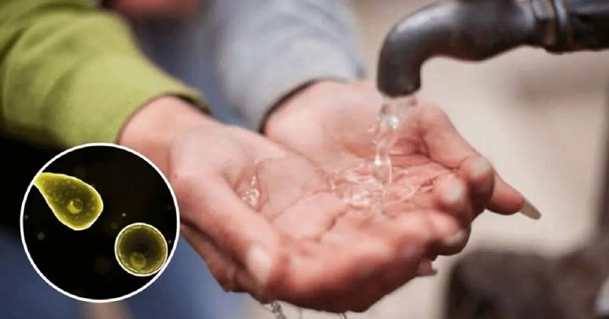 خطر ورود موجودات مغزخوار به بینی در هنگام شست‌وشوی صورت!